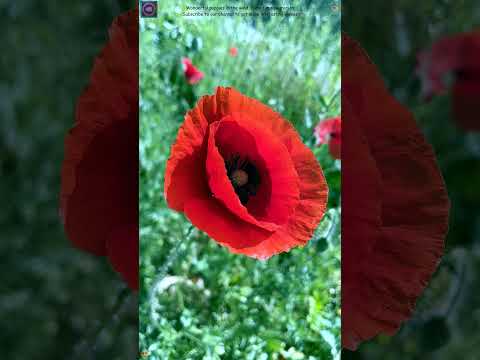 Wonderful poppies in the wind, filmed in slow motion