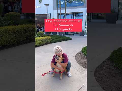 When Carson Dog Shelter Volunteers Take on the Impossible: El Segundo Pup Rescue Mission!