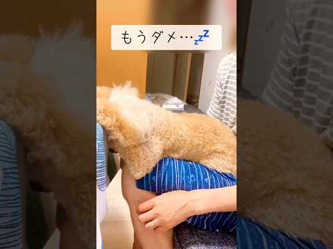 残業に限界を感じた犬が可愛すぎたww【トイプードル】#shorts