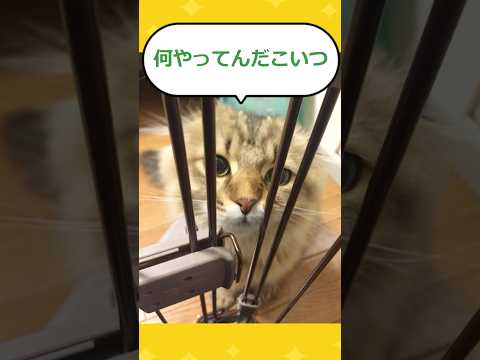 【2ch面白いスレ】猫用ゲージに入ったら出れなくなってしまったwwww #2ch #2chスレ #面白い #shorts