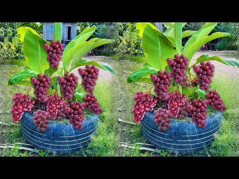 How to propagate banana with grapes Get more fruits than expected | How to Grafting banana