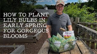 How to Plant Lily Bulbs in Early Spring | Tips and Techniques