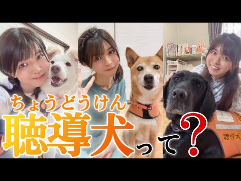 聴導犬が実際にお仕事してる姿を動画にしたよ！！！耳が聞こえない人をサポートしてくれるワンちゃんカッコイイ！！！❤️