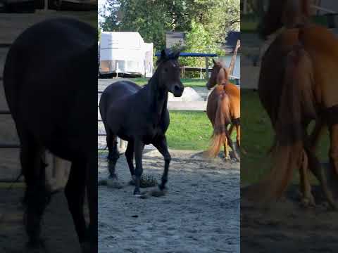 The Rowdy Geldings Run A Muck In The Arena #horses #shorts #rowdy