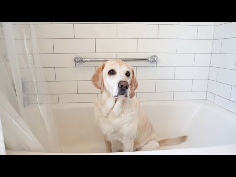 Spa day for the Sweetest Labrador with uahpet