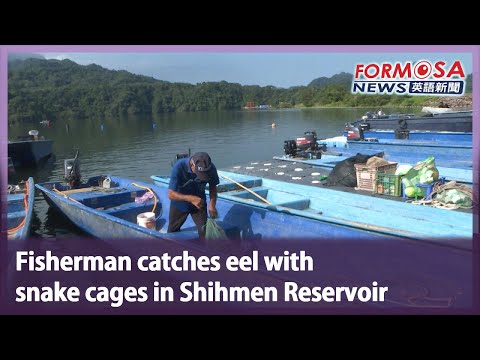 Fisherman catches eel with snake cages in Shihmen Reservoir｜Taiwan News