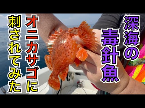 刺されて検証！深海の赤鬼「オニカサゴ」には本当に毒があるのか？