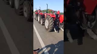 Massey 241 tractor/tractor videos/massey ferguson tractor/ tractor Short video// Best massey tractor