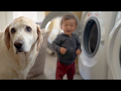 Laundry Day with a One-Year-Old and Two Furry Helpers