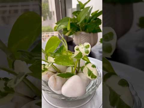 Water Plant decoration With Stones #plantsdecor #homedecor #houseplants #diy #moneyplantdecor