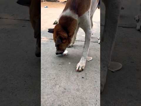 Dog loves❤️ Ice Cream🍦 #happydog #doglover #icecream #hungrydog #funny