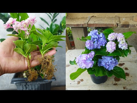 How to propagate hydrangea plant from cuttings | Hydrangea propagation