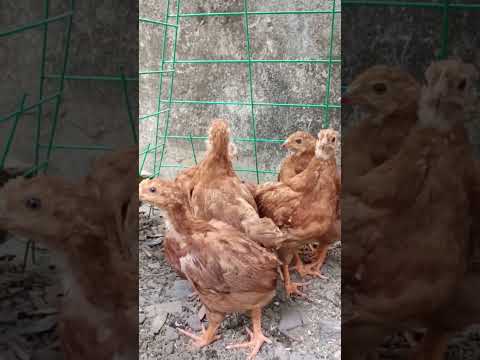 Dominant F1 — Rhode Island Red chickens. At 1 month old female. #rhodeislandred #heritagechicken