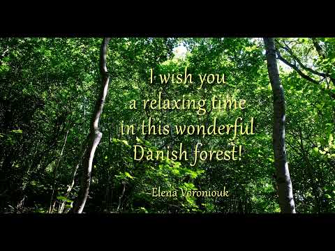 🌳 Peace, harmony and happiness in a wonderful Danish forest, for relaxation, sleep & well-being