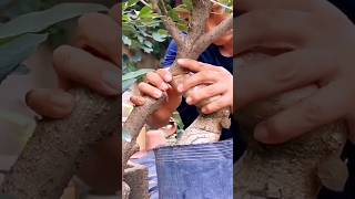 Amazing plant grafting #grafting #graftingtechnique #graftingplants