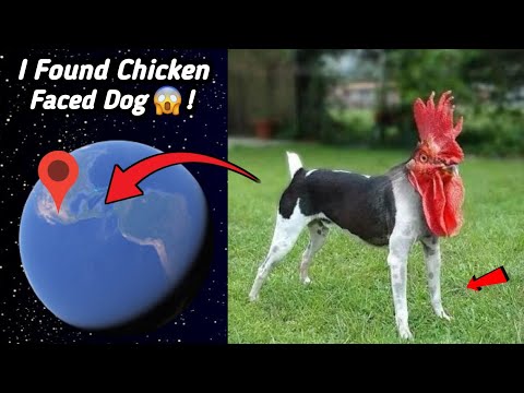 😱 I Found Weird Chicken Faced Dog On Google Earth and Google Maps!