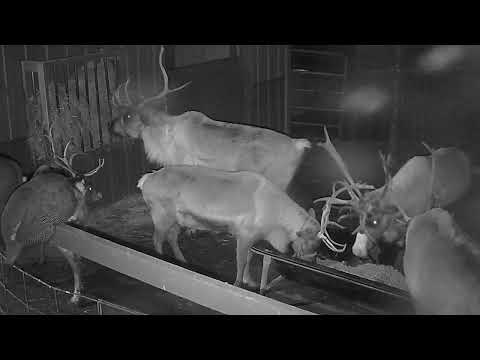 ReindeerCam Live Stream