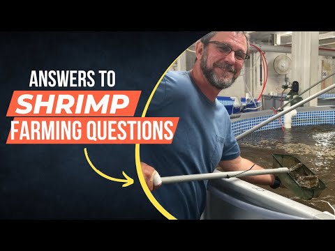 Shrimp farming : 15 Frequently Asked Questions (With Answer)