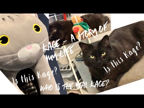 Kage cat 🐈‍⬛ - A Story of My Life