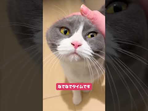 毎日が直帰確定💨「お出迎え猫まるちゃん」のお出迎えルーティン😻💕 #PR #YouTubeの日常 #YouTubeショート #まるちゃんねる@maru0920b