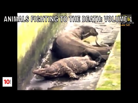 10 MINUTES OF: ANIMALS FIGHTING TO THE DEATH: Volume 1 ( GOLLY GEE WIZ! )