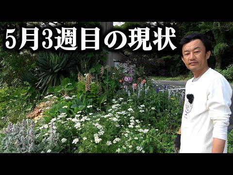 【花満開】リフォーム庭の春の現状がコチラ【カーメン君】【園芸】【ガーデニング】