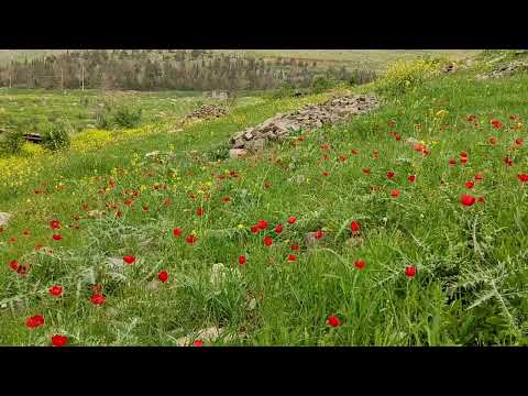 ئارمان سەلیمی - بی مەیل گیان