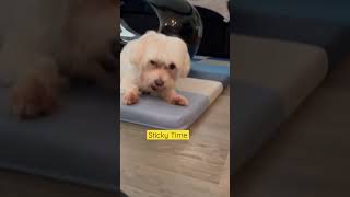 They love sticky! #shortvideo #dogs #dogsofinstagram #dog