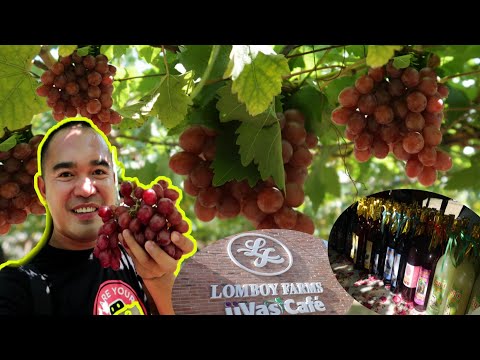 Namitas ng Ubas sa La Union 50pesos(Lomboys Grape Farm) | Jepoy Reyes Vlog#18