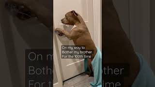 That’s what brothers are for. #dog #cutedog #shortsvideo #dogsofinstagram