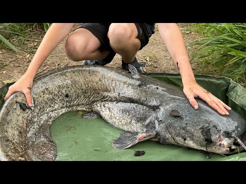 Fishing for massive catfish and Carp - Springwood Fisheries (Part 2)