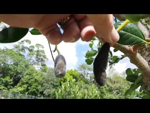 Jackfruit tree pruning & what are the black ones that fall off?!