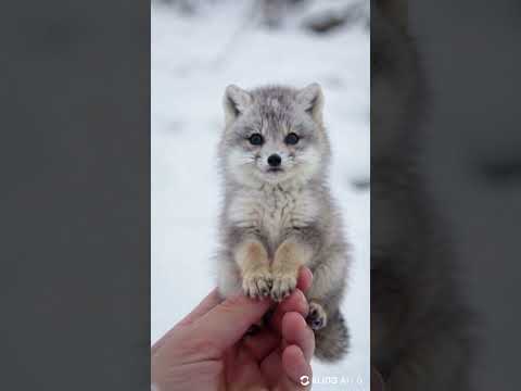 Meet the CUTEST Winter Companion You'll Ever See!  #wildlife