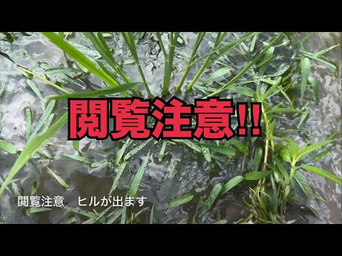 【閲覧注意】誰か教えて‼︎この田んぼ、ヒルが喰い付いてきます‼︎解決策教えて〜！！！ #稲屋の田舎チャンネル