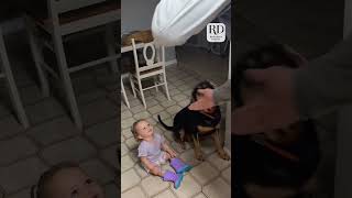 This toddler was following commands just like her doggy big sibling! #funnykids