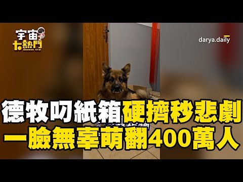 德牧叼紙箱硬擠入秒悲劇 一臉無辜萌翻400萬人