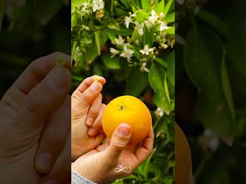 Orange Farm Visit - Learning About Flowers To Fruit Stages🍊|| Valencia Spain || Infinity Platter