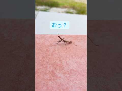 階段登って来たん？茶色いカマキリ