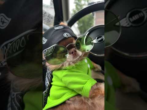 Dog Putting On Sunglasses Is The Cutest Thing You’ll See All Day 🥹🕶️💚