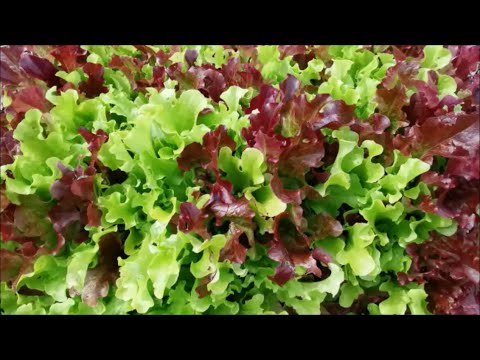 Allotment Fruit and Veg Vlog June 2024