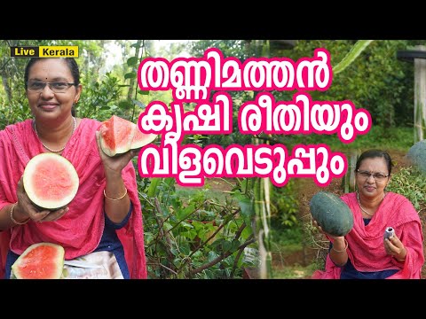 തണ്ണിമത്തൻ കൃഷി അറിയേണ്ടതെല്ലാം | Watermelon Cultivation | Thannimathan Krishi