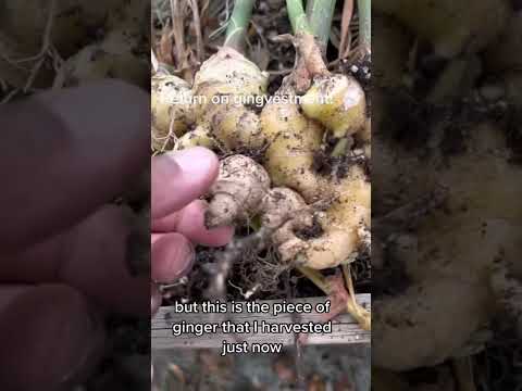 Start GINGVESTING now ! #ginger #andrethefarmer #gardening #growyourownfood #gardeningtips