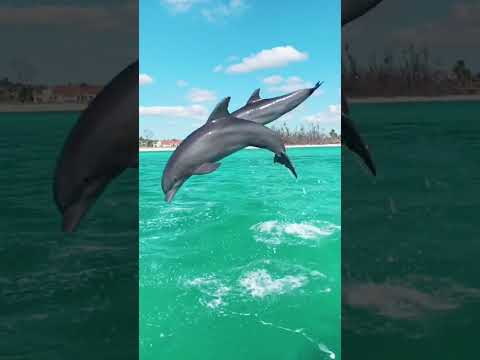 #ocean wow 💙 #bahamas #beach #paradise #ocean #bluewater #beach #dolphins #natu