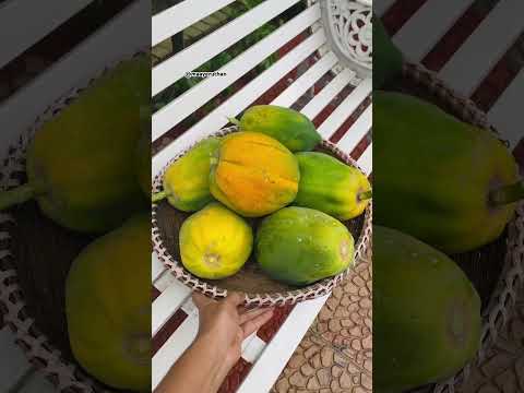 Harvested organic papaya #papaya #gardening #garden #harvesting #harvest #shortsfeed #shorts #viral