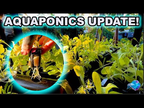 HOME AQUAPONICS SYSTEM UPDATE!