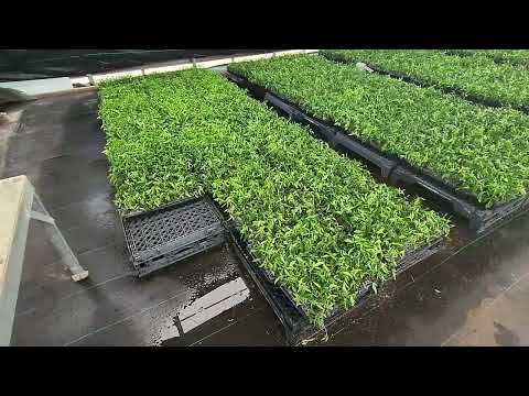 Can You Root Citrus Rootstock Cuttings? - Madison Citrus Nursery