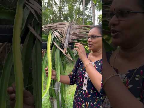 ഡ്രാഗൺ ഫ്രൂട്ട് കൃഷിക്കാർ നേരിടുന്ന  നേരിടുന്ന ഒരു പ്രശ്നം | Anit whatsapp  99463 50634