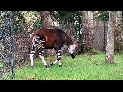 Okapi at Chester Zoo - 28/09/23