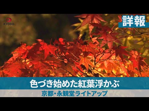 【詳報】色づき始めた紅葉浮かぶ 京都・永観堂ライトアップ