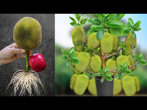 Best Skill Technique Grafting Jackfruit with Apple Tree Growing Fast With Aloe Vera